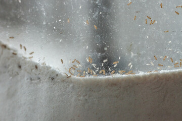 Liposcelis little pest in flour.Tiny Trogium pulsatorium (booklouse) in glass jar, soft focus
