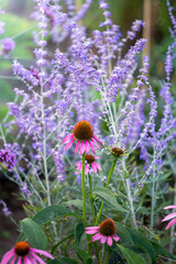 Flowers Echinacea and Russian sage, perovskia. Plants for dry flower beds. Summer background