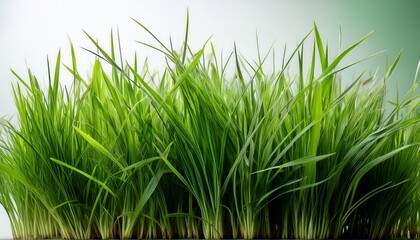 Obraz premium fresh long green grass isolated against a flat background