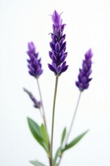 Naklejka premium Delicate purple lavender sprig, isolated on white , blossom, herb, element