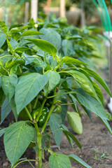 sweet pepper flower on stem in farmer's garden