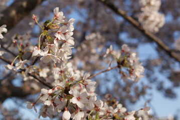青空に映える満開の桜
