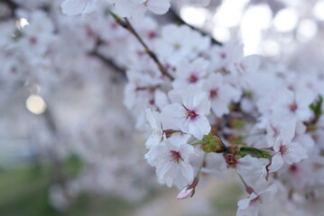 満開の桜の花のある風景
