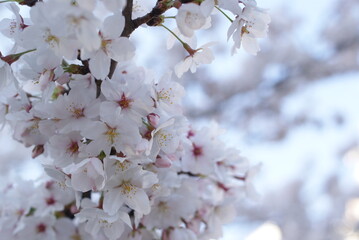 満開の桜の花のある風景
