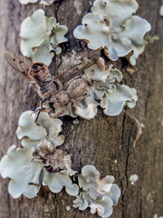Macro photography of a big brown jumping spider with a dead fly, on a wooden post with lichen, in a farm near the colonial town of Villa de Leyva in central Colombia.