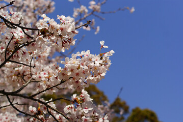 青空に映える満開の桜
