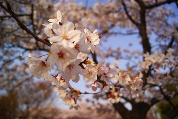 夕日に照らされる満開の桜
