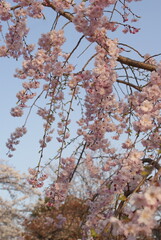 夕日に照らされる満開の桜
