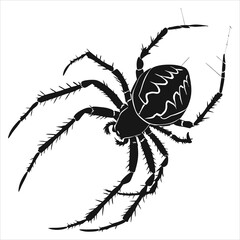 Obraz premium silhouette spider on white background 