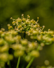 Macro photography of a cluster of parsley flowers and buds, captured in a garden near the colonial town of Villa de Leyva in central Colombia.