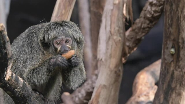 White Faced Saki Monkey (Pithecia pithecia) female extracting a nut from its shell [Half speed] Captive
