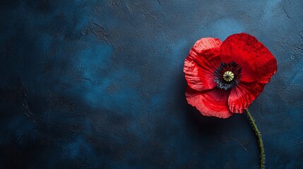 Red poppy flower on navy blue background. Symbol of Remembrance Day, Armistice Day, Anzac day