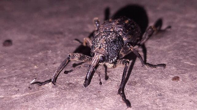 Beetle on the ground