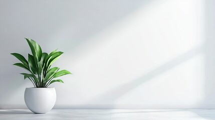   A potted plant in a white vase on a white floor with a wall shadow in the background