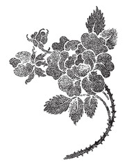 Vintage engraving of bouquet of roses