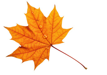 Fototapeta premium An orange maple leaf with a detailed vein structure and crisp edges isolated on transparent background