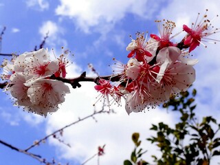 I fiori di albicocco, in primo piano.