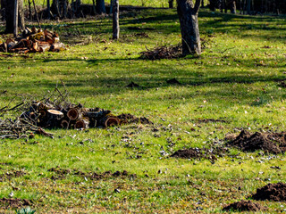 Baumgrundstück im Frühjahr