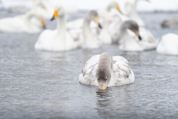 drinking young swan and flock