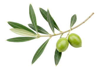 A fresh olive branch with long slender green leaves and two unripe green olives attached isolated on transparent background