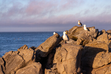 Seagul over rocks