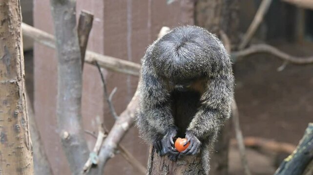 White Faced Saki Monkey (Pithecia pithecia) female peeling and eating a Cape Gooseberry [Half speed] Captive