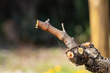 Drop of sap falling from the vine branch after pruning in winter. Sardinia, Italy. Traditional...