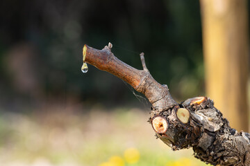 Drop of sap falling from the vine branch after pruning in winter. Sardinia, Italy. Traditional organic agriculture. 