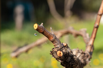 Drop of sap falling from the vine branch after pruning in winter. Sardinia, Italy. Traditional...