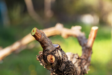 Vine branches wet with sap that comes out from the cut after pruning in winter. Sardinia, Italy. Traditional organic farming.