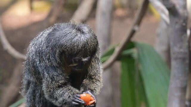 White Faced Saki Monkey (Pithecia pithecia) female peeling and eating a Cape Gooseberry [Half speed] Captive