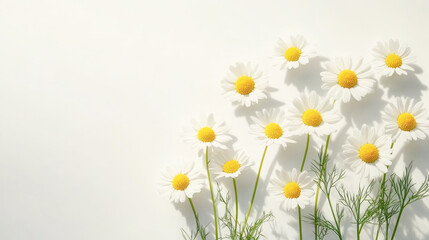 Obraz premium Bright white daisies on sunlit background with green stems and foliage