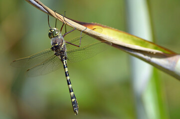 A male Fawn Darner dragonfly hanging from a bromeliad leaf in my back yard, Central Florida 