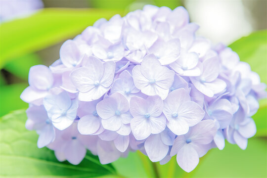 A close-up image of soft, purple hydrangea flowers. The gentle hues and fresh blossoms capture the essence of spring and nature’s delicate beauty.