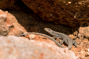 A moralis lizard sunbathing on the rocks. Selective focus. Copy space.