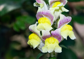 Fototapeta premium photos of various garden decorative flowers.