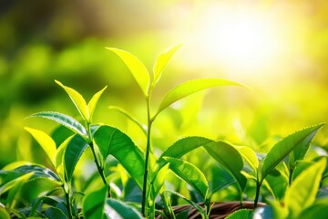 Obraz premium Freshly picked tea leaves bask in morning sunlight, showcasing their vibrant green hues and delicate beauty in a rustic basket. Generative AI