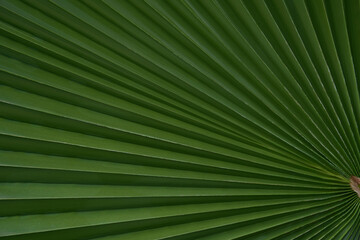 Obraz premium A fan-shaped green palm leaf with radiating lines, creating a bold botanical pattern.