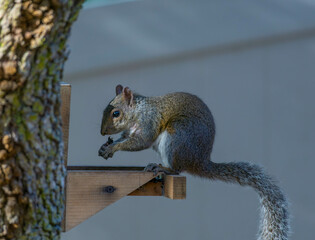 A Florida Grey Squirrel eats sunflower seeds while perched on a tree feeder.