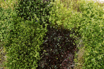 Obraz premium Thick microgreens of red cabbage grow in a box next to broccoli, mustard and watercress