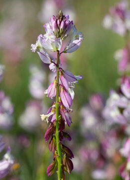 wild plants, purple flowering plants
