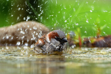 House sparrow, male, bathing in a bird waterhole. Splashing water. Czech Republic.