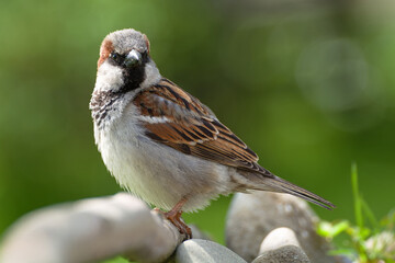 House sparrow, male standing on a stick near stones. Czech Republic.