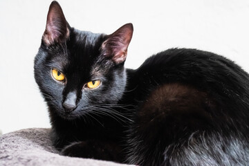 portrait d'un chaton noir