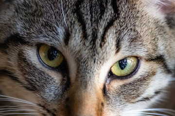 portrait d'un chaton tigré