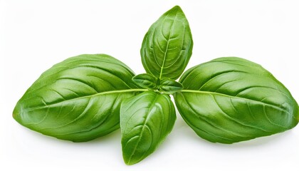 Fototapeta premium Vibrant green basil leaves isolated on a white background, showcasing their fresh texture and aroma, ideal for culinary use or healthy lifestyle visuals.