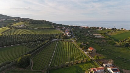 Photo showing the hills of the town of Roseto degli Abruzzi in Italy with fields covered with vines and olive trees. The Adriatic Sea is also visible.