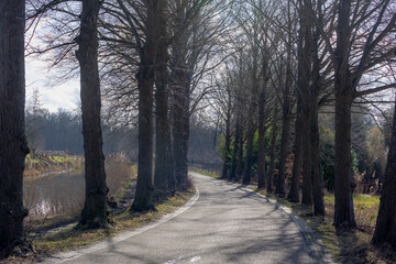 Winter landscape with row of bare tree and trunks in the forest, Countryside small road with curve in the wood, Overijssel is a province of the Netherlands located in the eastern part of the country.