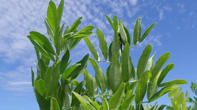 broad bean, broad, bean, fava, faba, plant, broad bean plant, pod, broad beans, vegetable, green, food, fresh, garden, beans, agriculture, closeup, legume, organic healthy, nature, vegetarian, natural