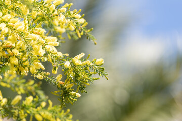 Close up of star leaved acacia (acacia verticillata) flowers in bloom